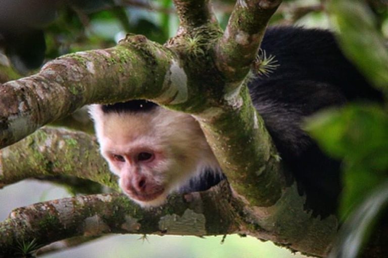 Costa Rica wildlife - National Parks, Costa Rica
