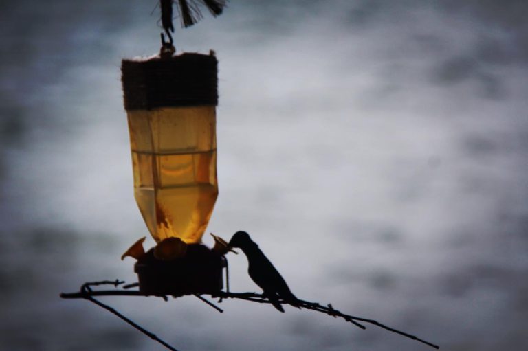 Costa Rica wildlife - National Parks, Costa Rica