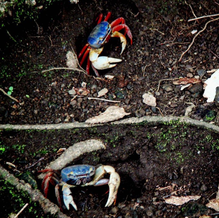 Costa Rica wildlife - National Parks, Costa Rica