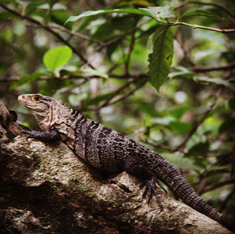 Costa Rica wildlife - National Parks, Costa Rica