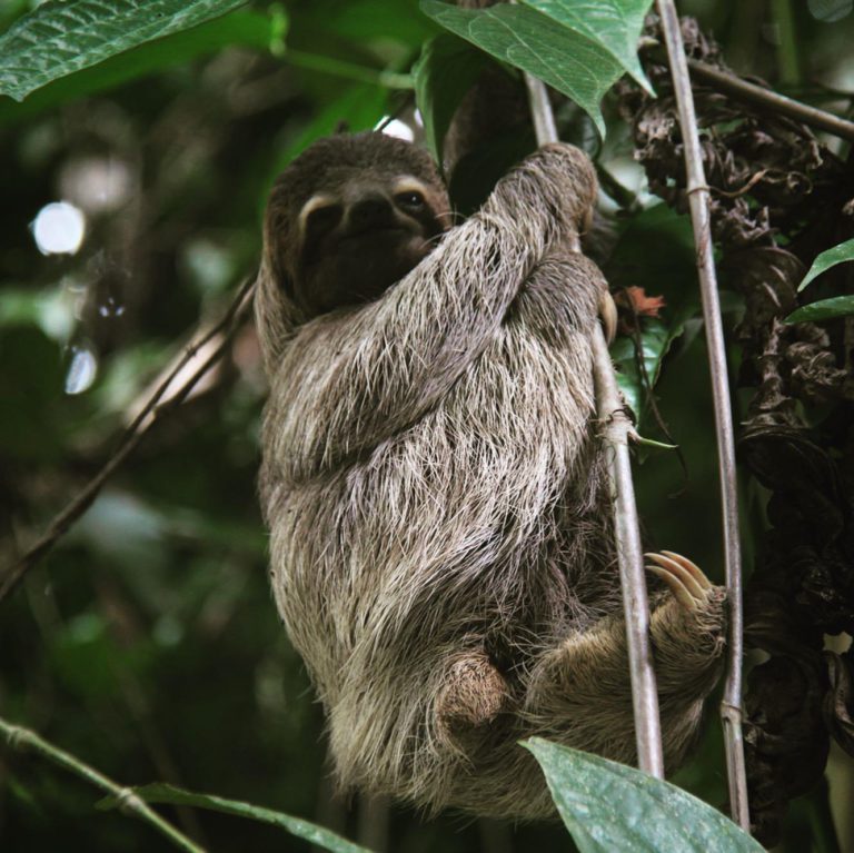 Costa Rica wildlife - National Parks, Costa Rica