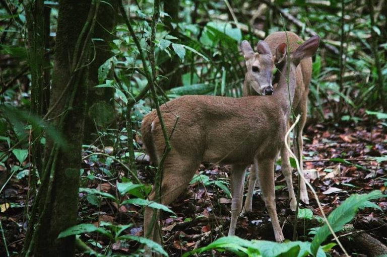 Costa Rica wildlife - National Parks, Costa Rica
