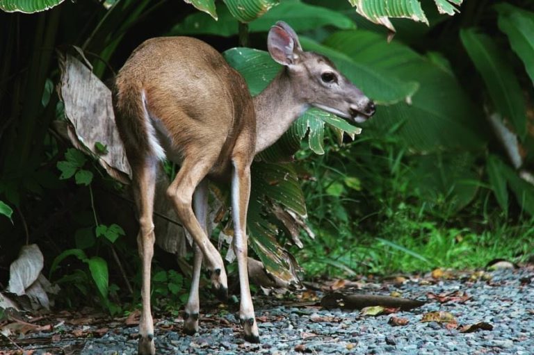 Costa Rica wildlife - National Parks, Costa Rica