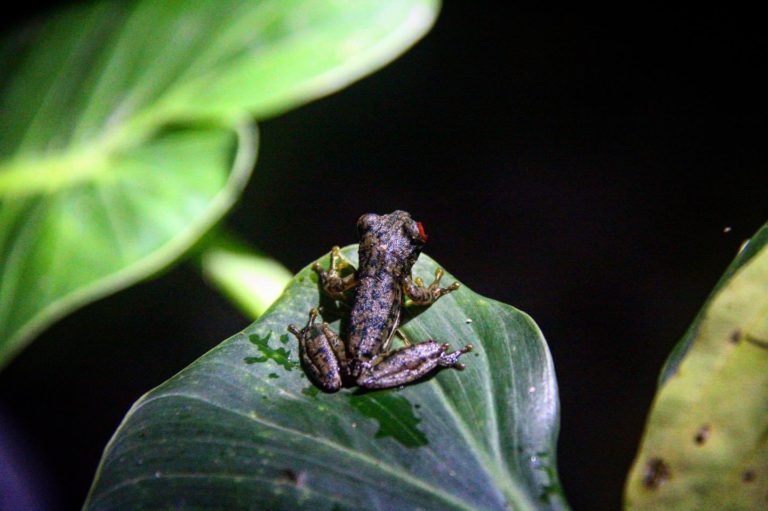 Costa Rica wildlife - National Parks, Costa Rica