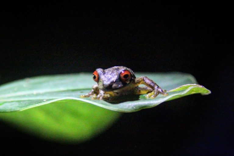 Costa Rica wildlife - National Parks, Costa Rica