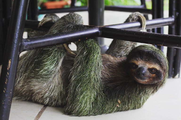 Costa Rica wildlife - National Parks, Costa Rica